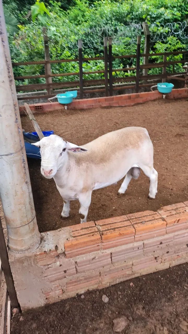 Carneiro White Dorper Registrado 7 meses - Foto 3