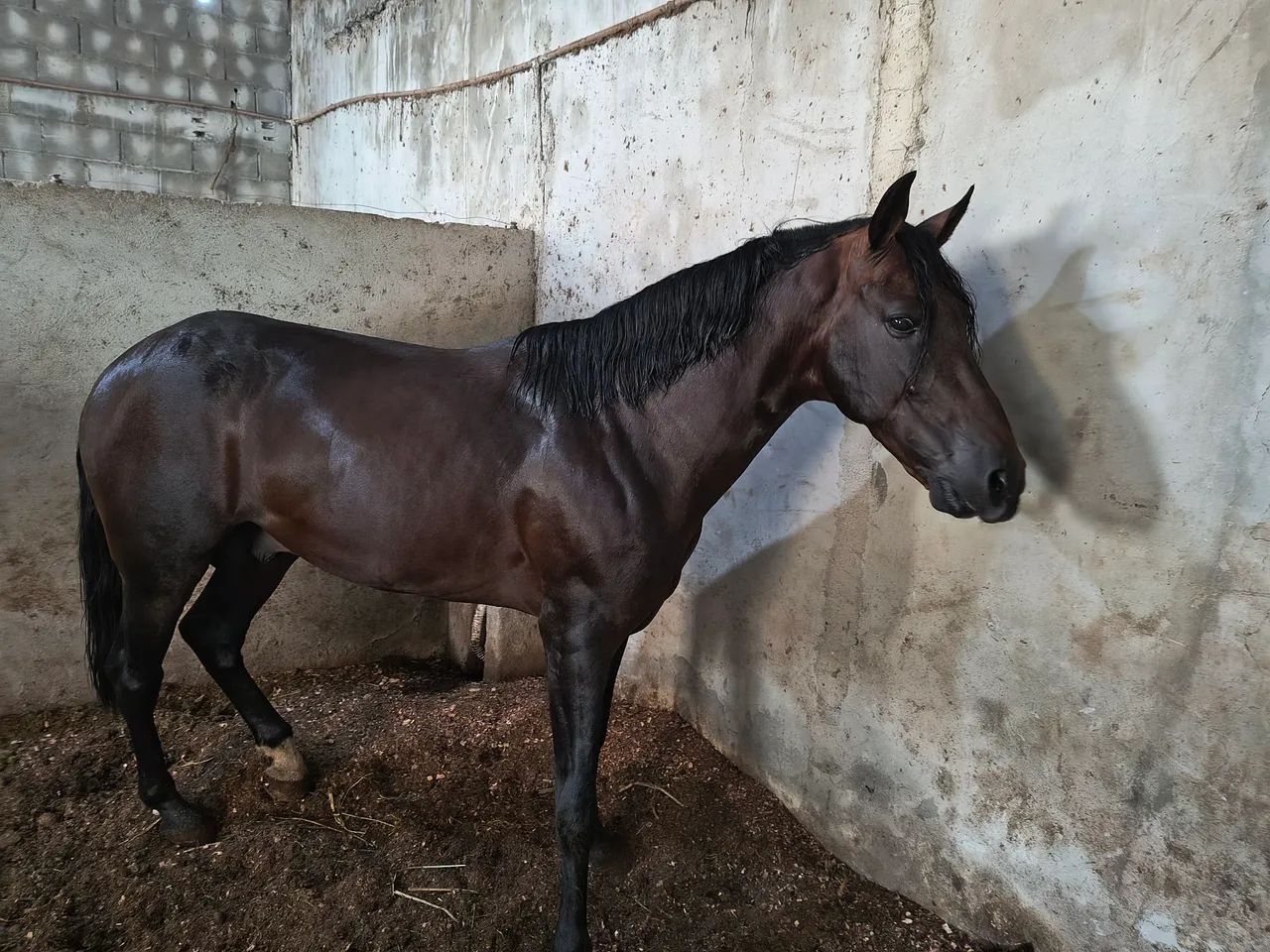 Cavalo manga larga  - Foto 2