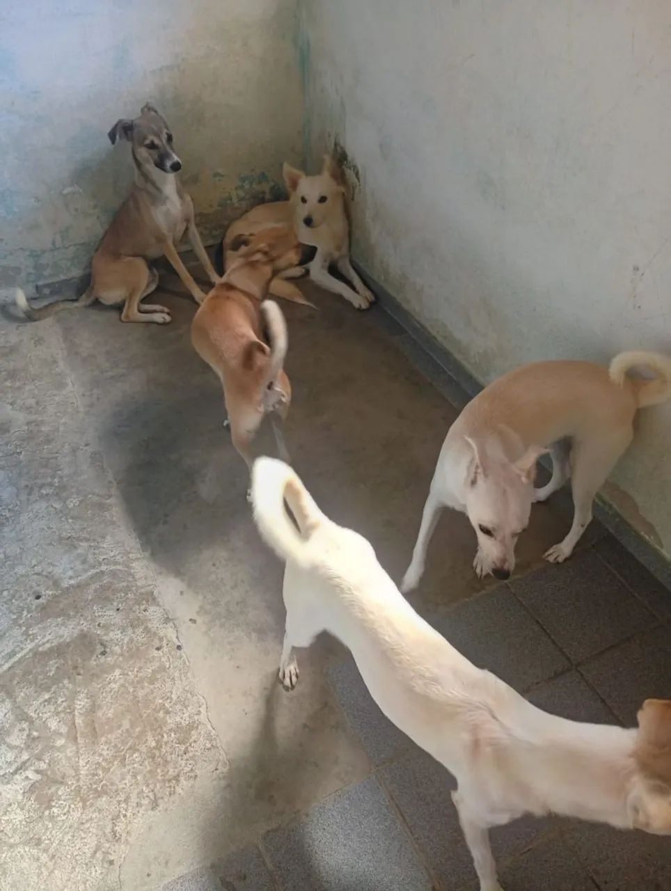 Cachorros para doação  - Foto 4