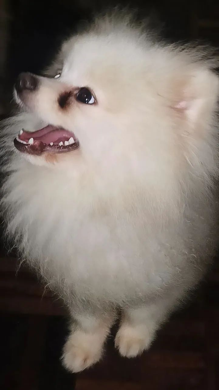 Spitz alemão macho  - Foto 2