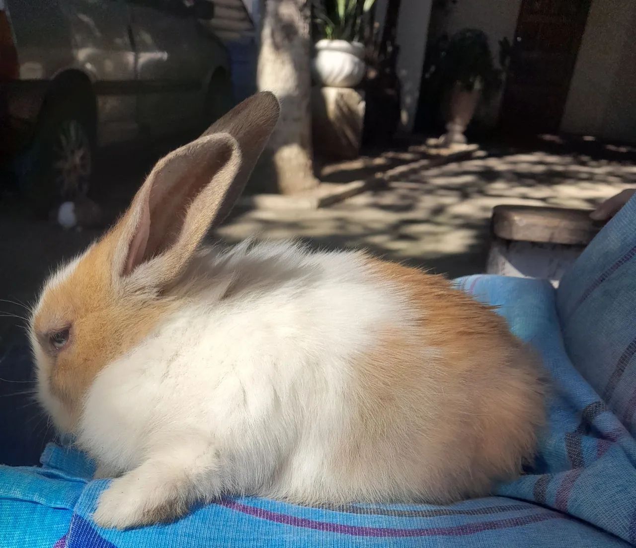 Coelhos  - Foto 5