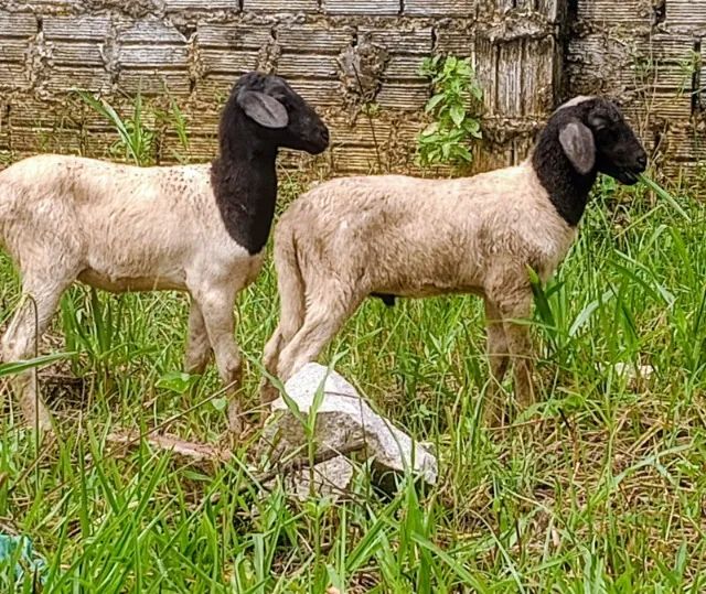 Casal de ovelhas cabeça preta (entre 4 a 5 meses) - Foto 2