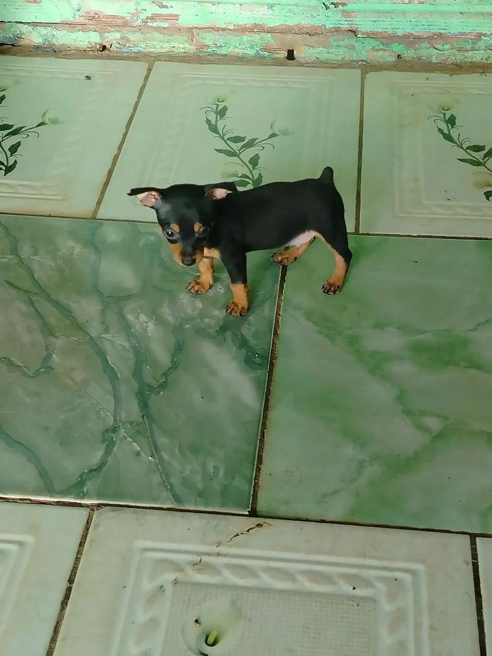 Pinscher 1 puro de pai e mãe 