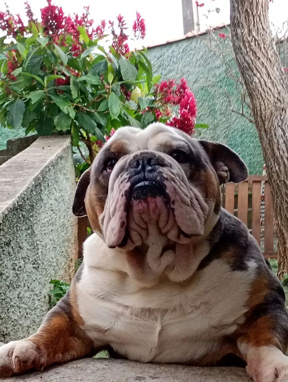 Buldogue inglês  - Foto 2