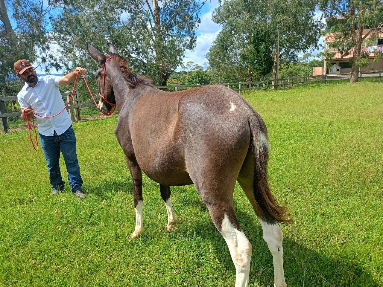 Mula e Burro Marcha Picada - Foto 3