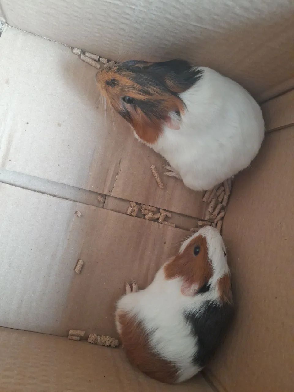 Vendo lindos porquinhos da india filhotes 