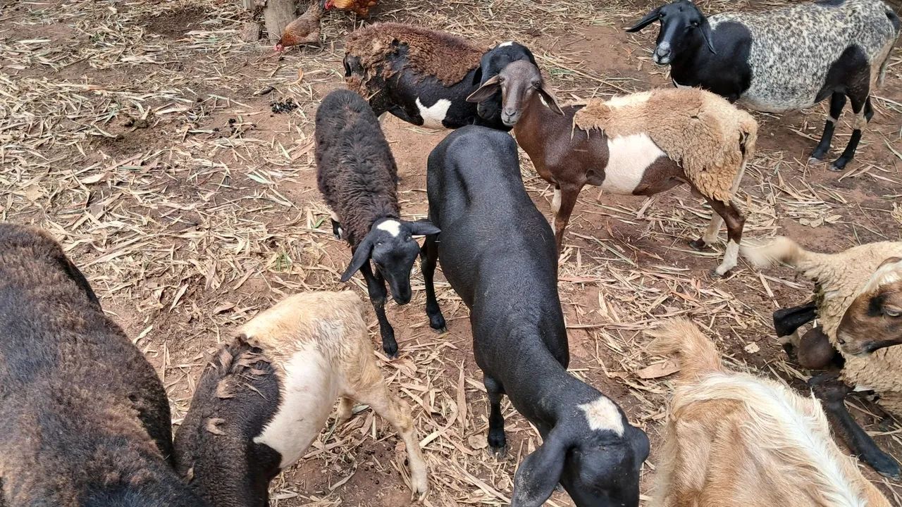 Ovelhas, borregos, Carneiros, ovino. - Foto 3