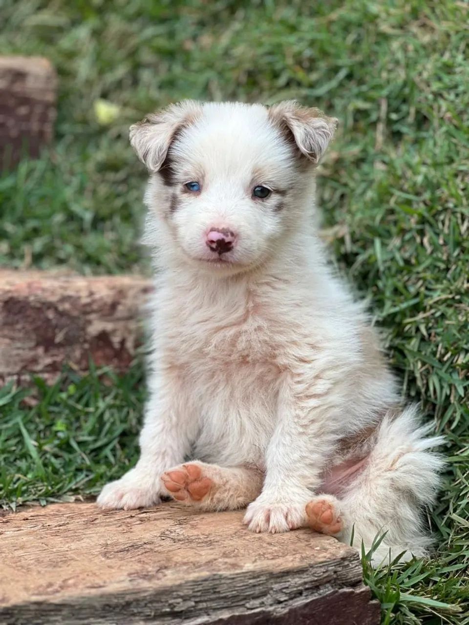 Border Collie  - Foto 4