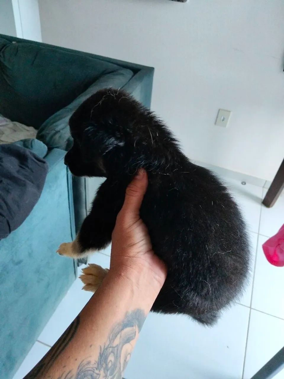 Cachorro  - Foto 3