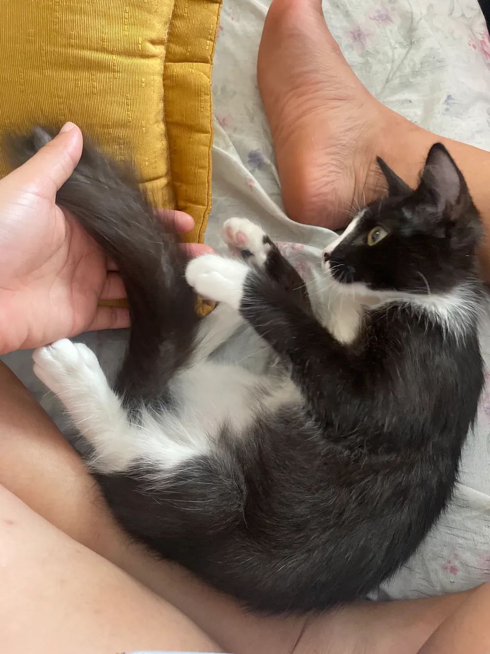 Doação macho  - Foto 4