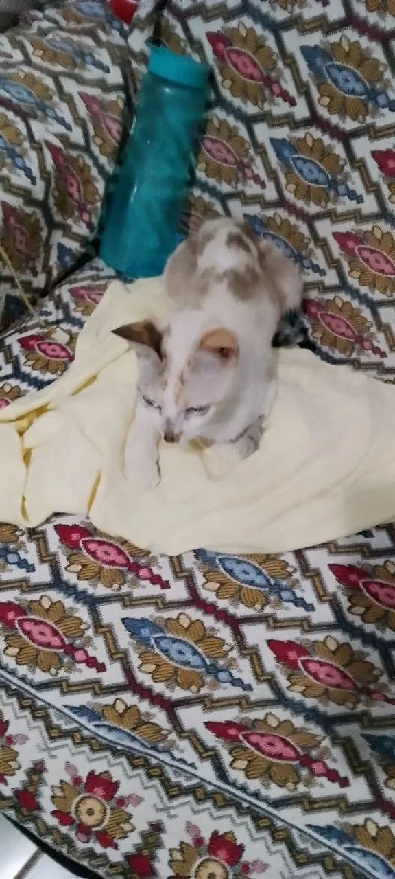 Gata castrada para adoção ou lar temporário  - Foto 2
