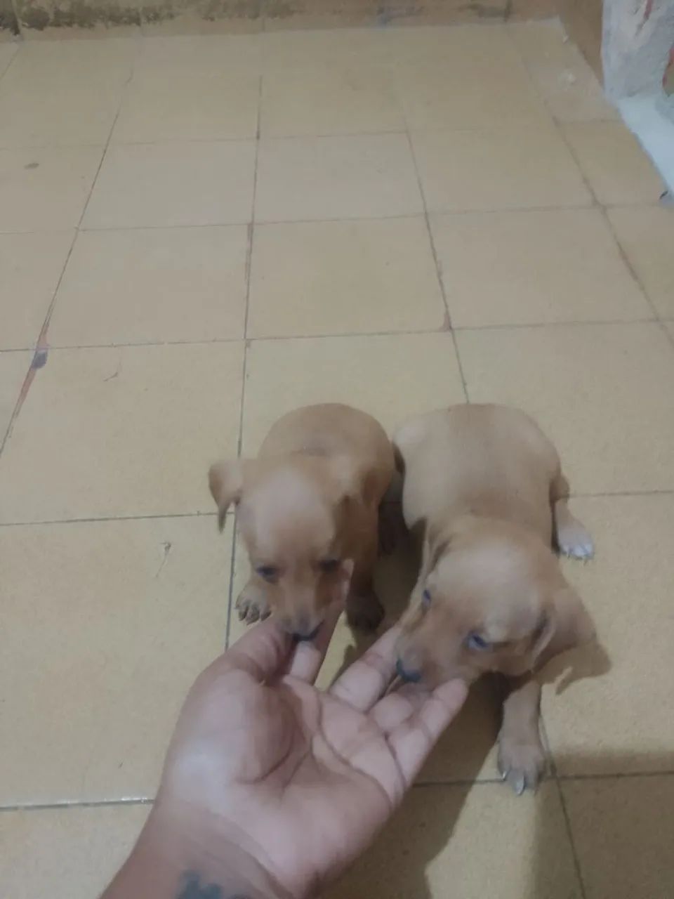 Vendo Pincher 