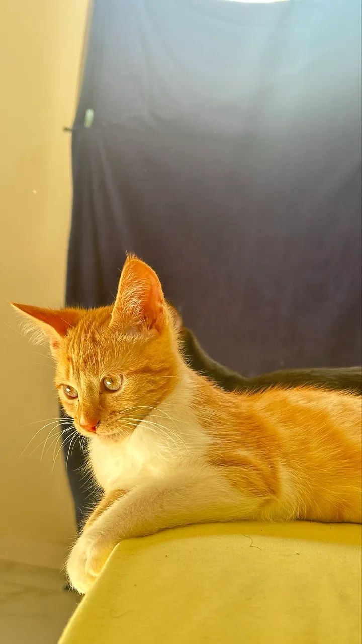 Doação de gato macho  - Foto 2