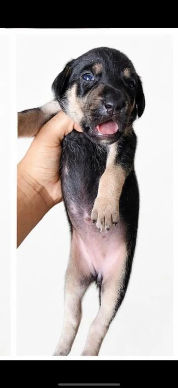 Cachorro