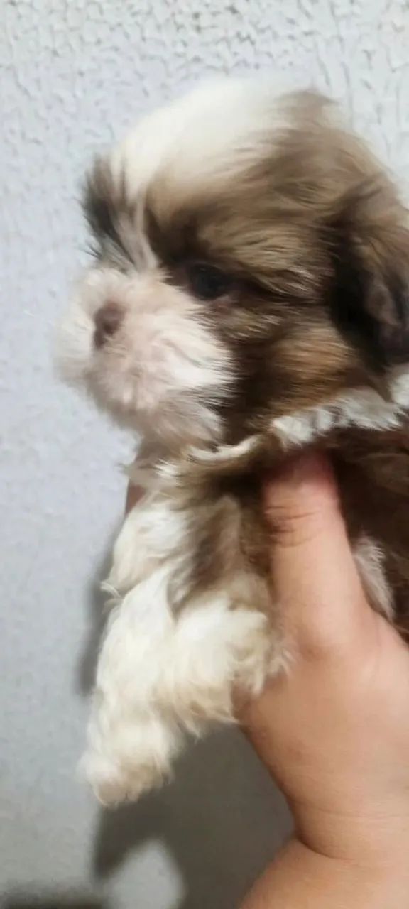 Macho de shitzu  - Foto 2