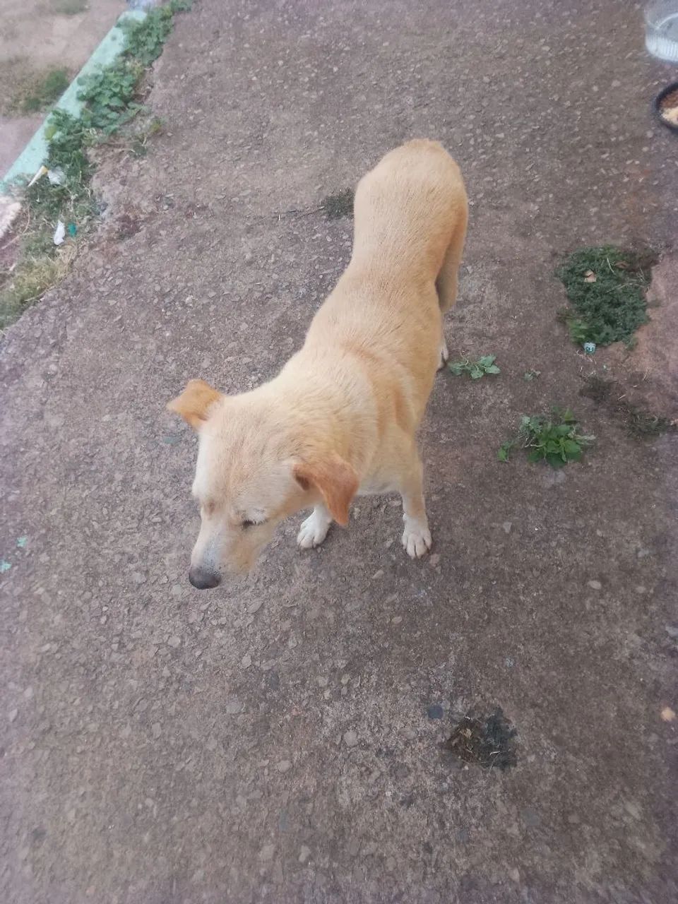 Para adoção - Foto 2
