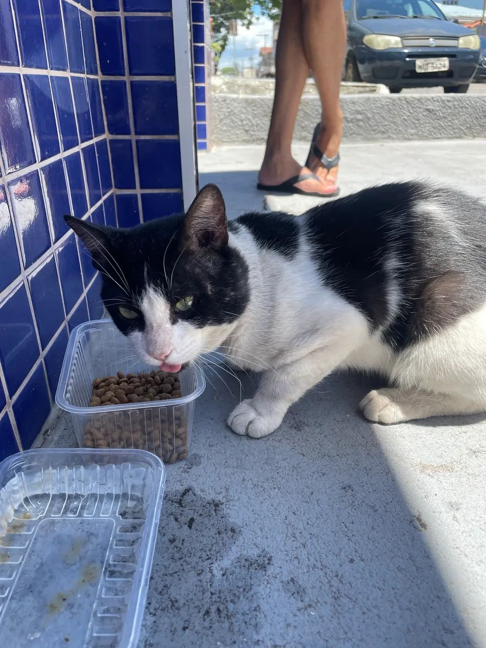 Gatinho frajolinha carinhoso 