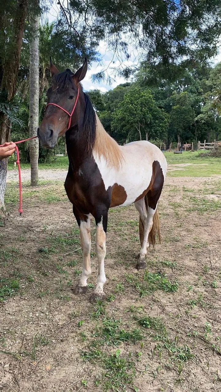 Cavalo Garanhão Campolina - Foto 2
