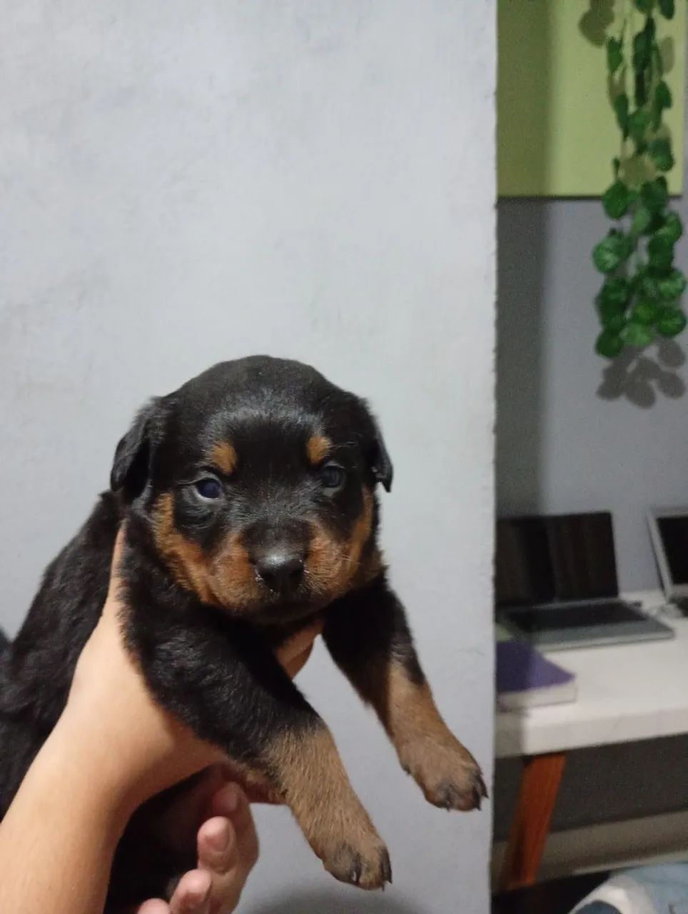 Filhotes de Rottweiler  - Foto 5