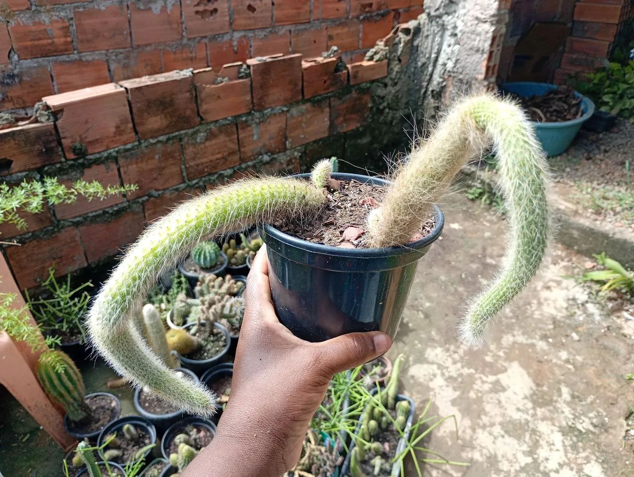 Líquidação de cactos Rabo de Macaco... - Foto 3