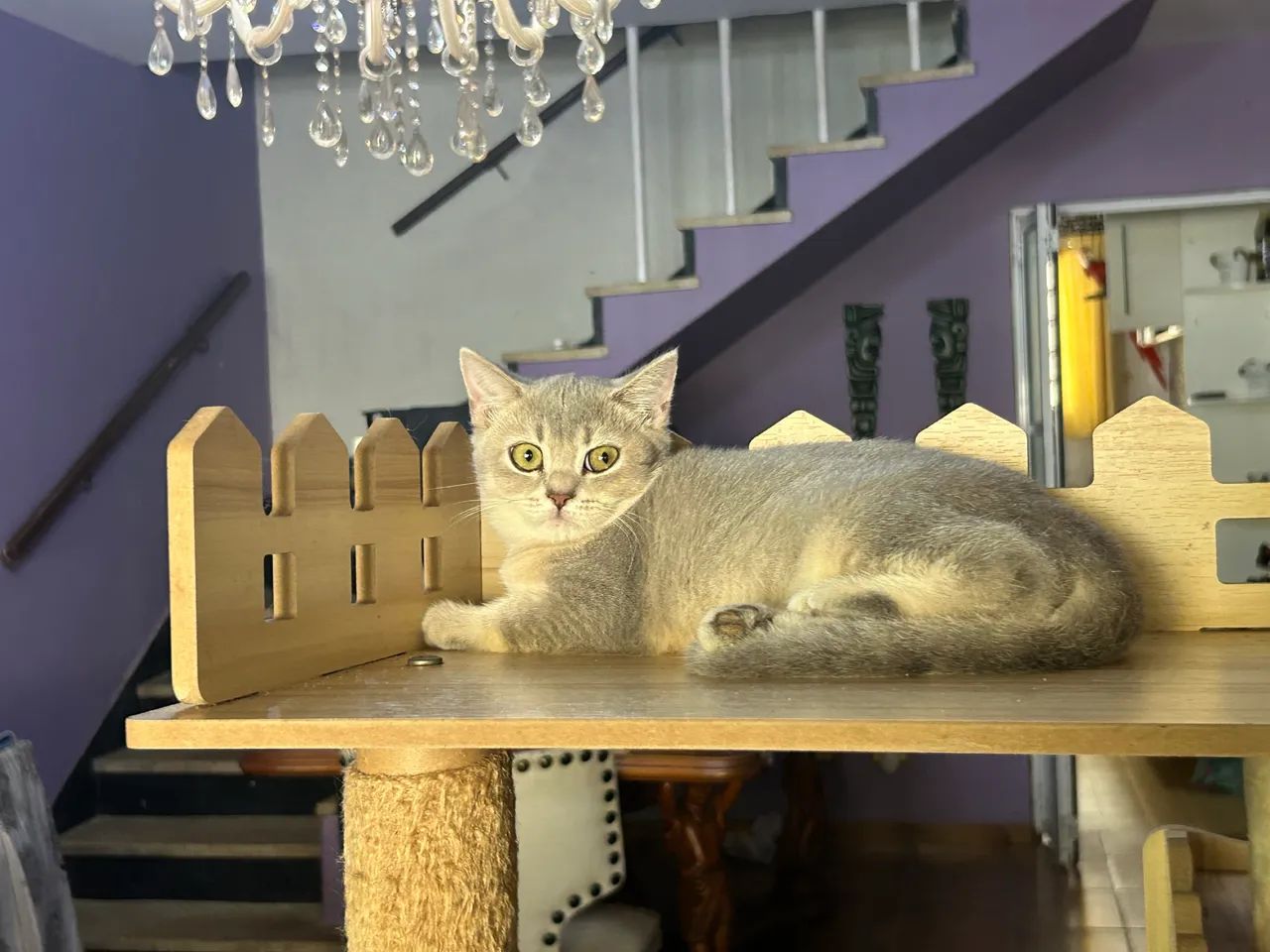 British femea bicolor. 3 meses com pedigree!  - Foto 4