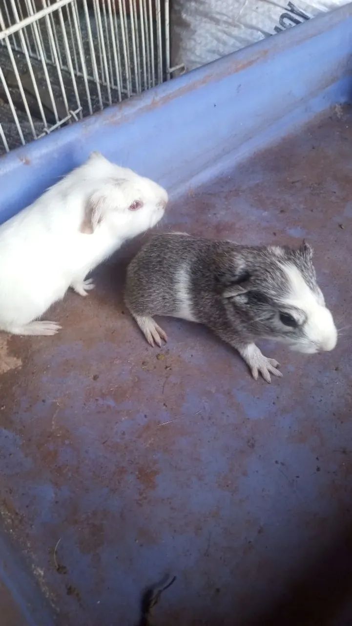 Porquinho da índia  - Foto 2