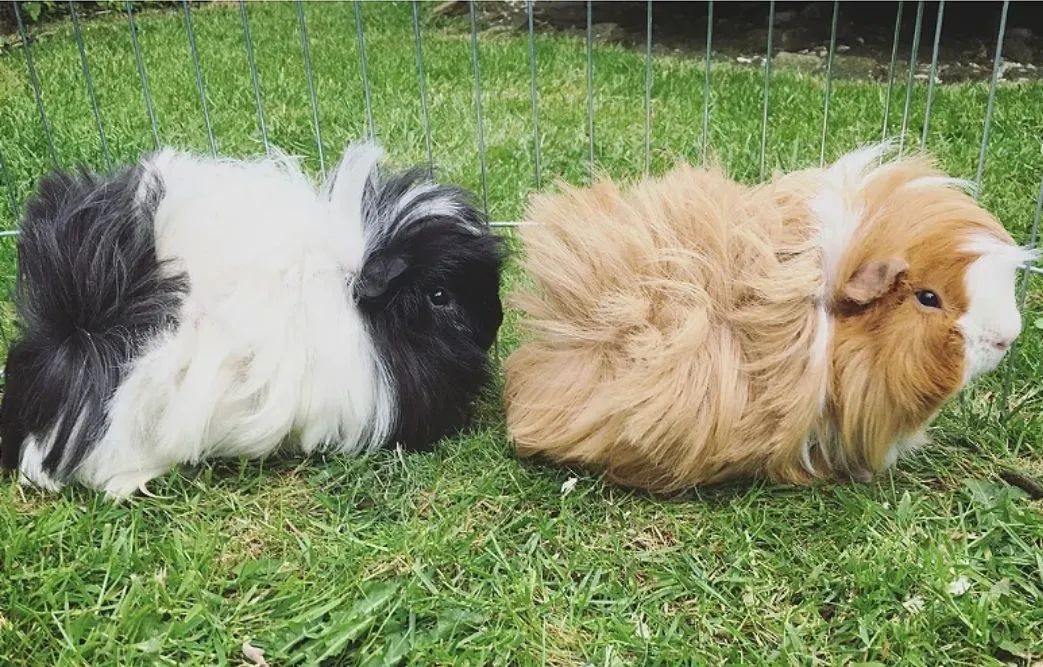 Porquinho da india peruano - Foto 4