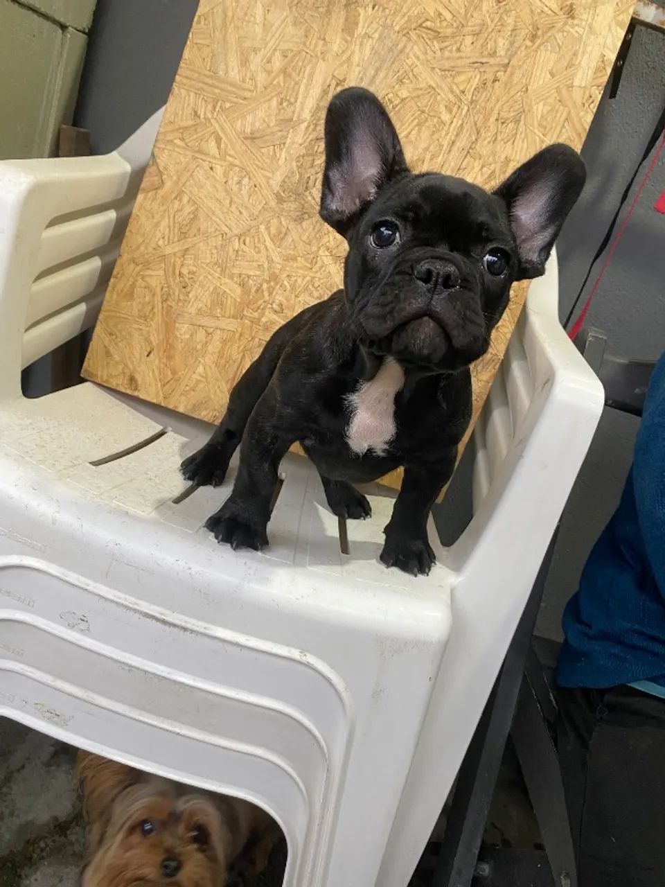 Buldogue francês  - Foto 2