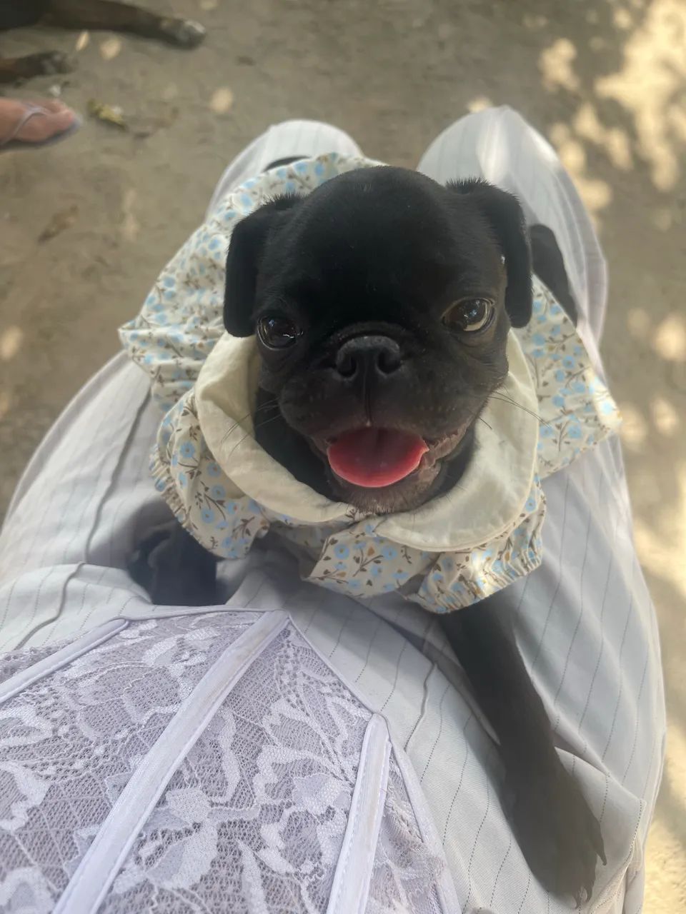 Pug fêmea  - Foto 5