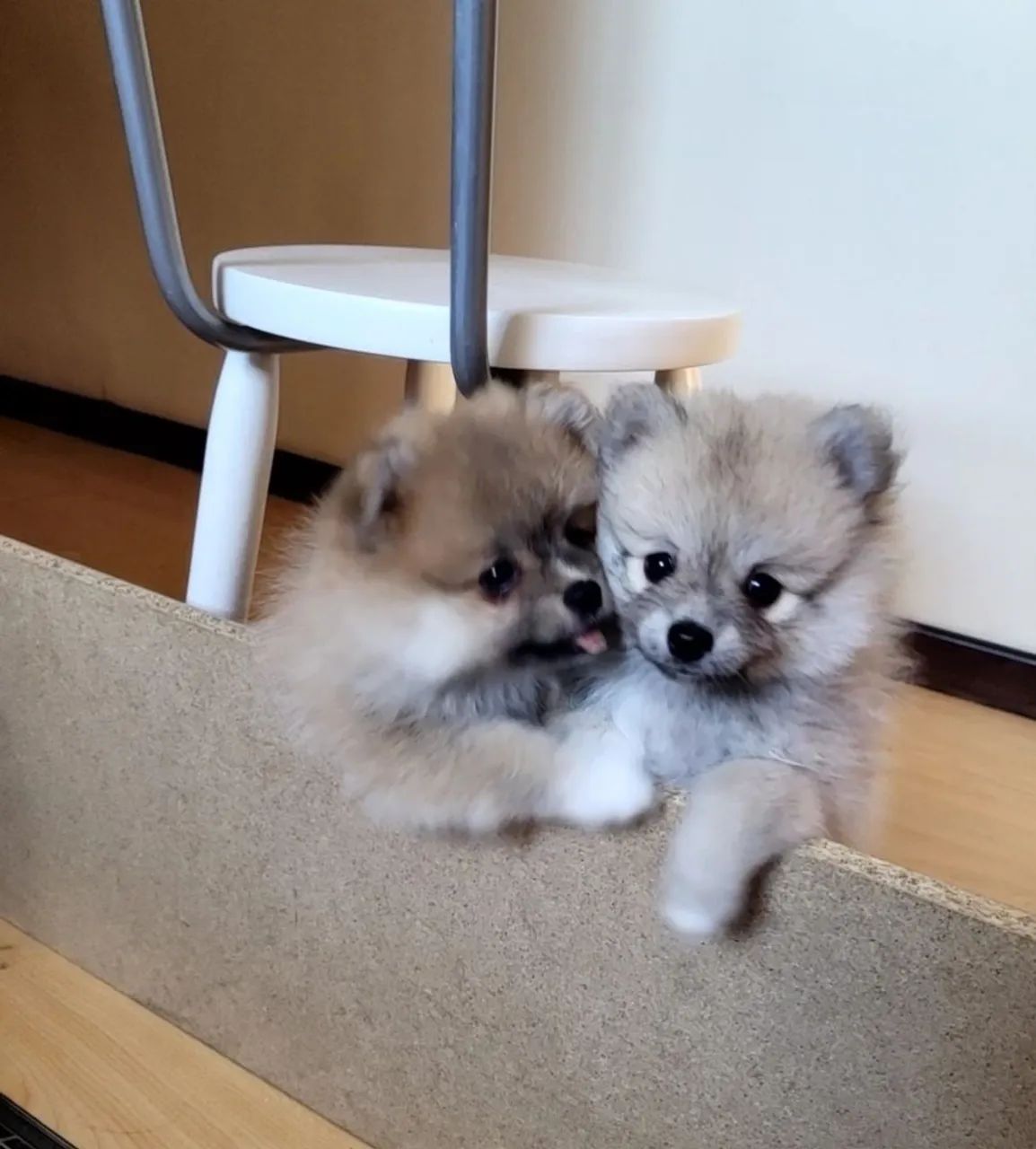 Lulu da Pomeranea (Spitz Alemão)