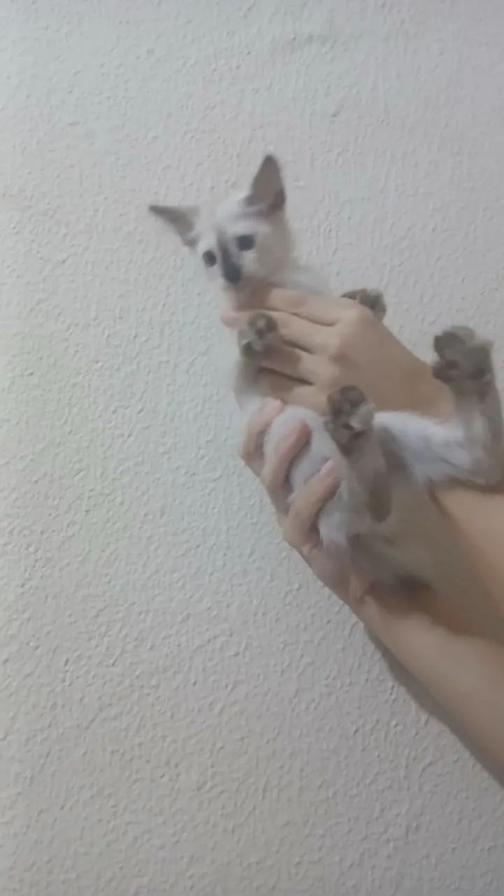 Adoção 