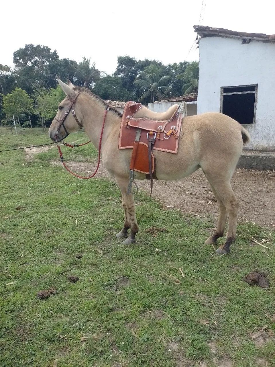 Burra Topada - Foto 2
