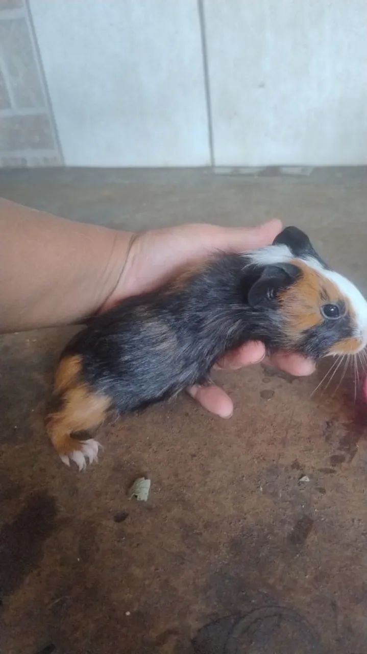 porquinho da índias filhotes machos  avenda por 70reais - Foto 3