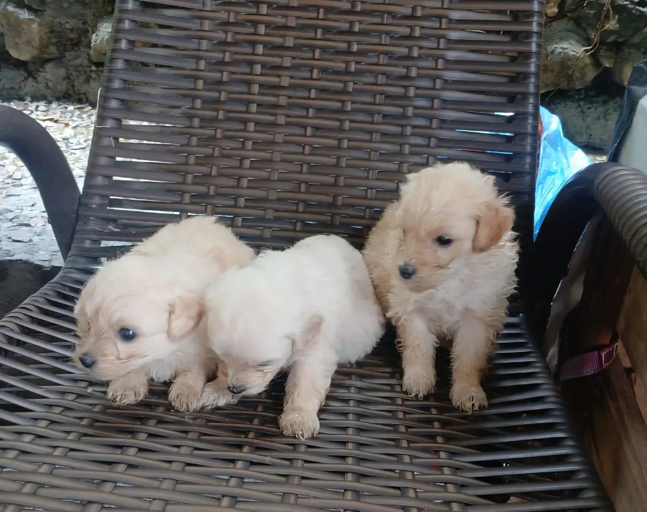 Filhotes de poodle  - Foto 4