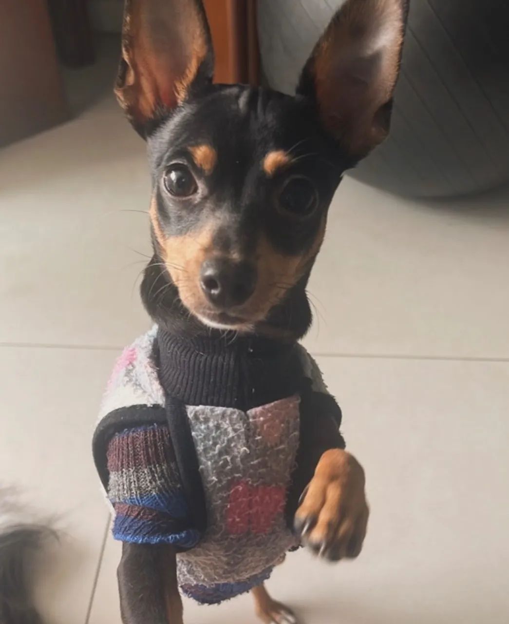 Pinscher - Foto 2