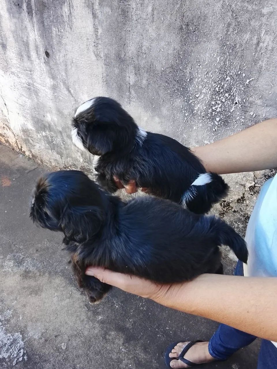 Vendo filhotes de Shitzu - Foto 3