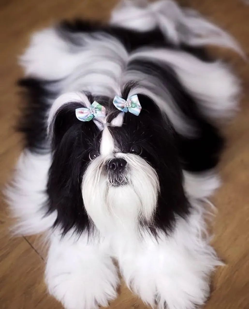 Shihtzu machinho filhote  - Foto 3