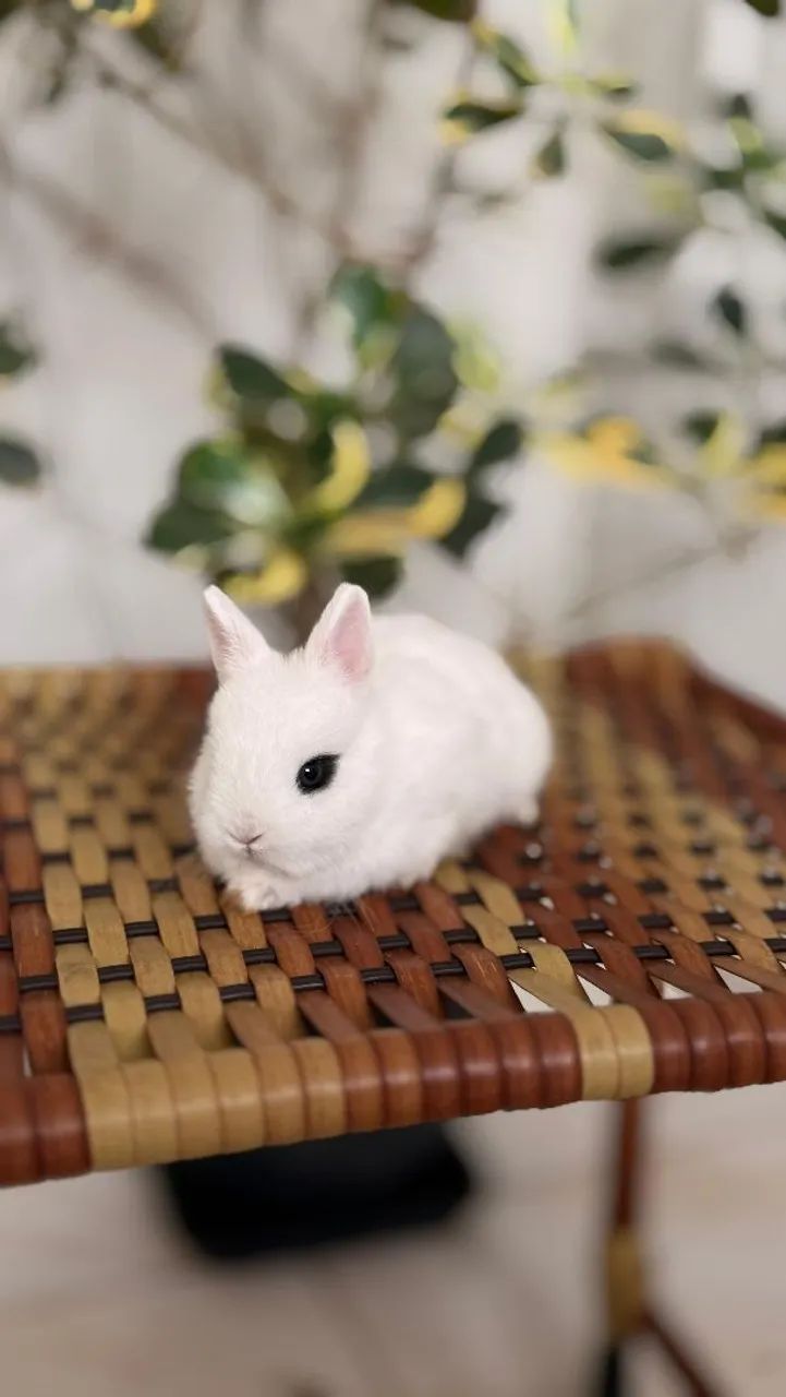 Coelhinha Netherland Dwarf 