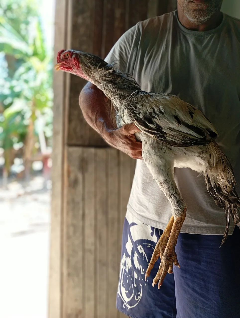 Galos
