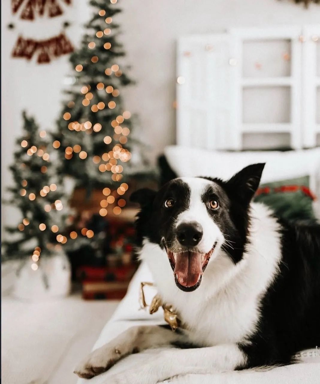 Filhotes Border Collie  - Foto 5