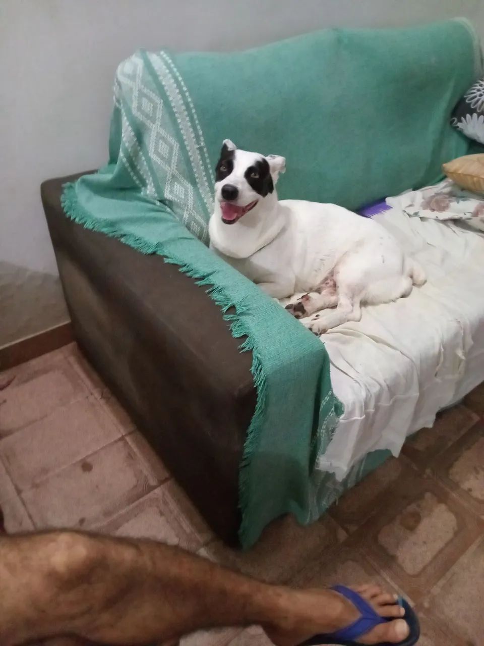 Doação de cachorrinha - Foto 2