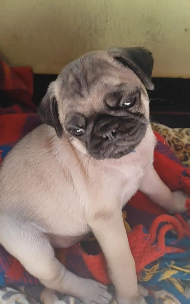 Filhote de pug  - Foto 2