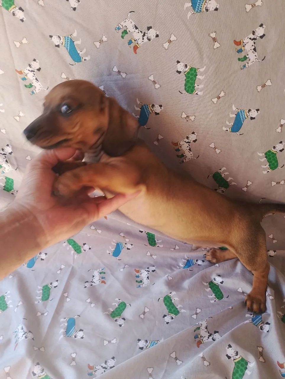 Dachshund / teckel / salsicha - Foto 4