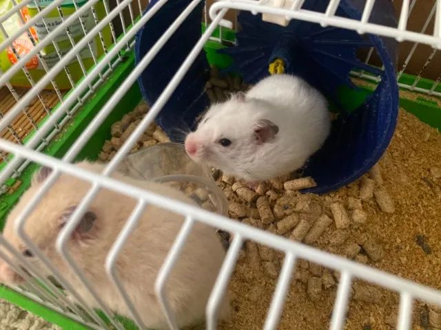 Vendo Lindos Hamsters Sírios - Foto 3