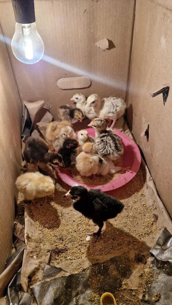 Vende se filhote de perú e filhote de pinto caipira 