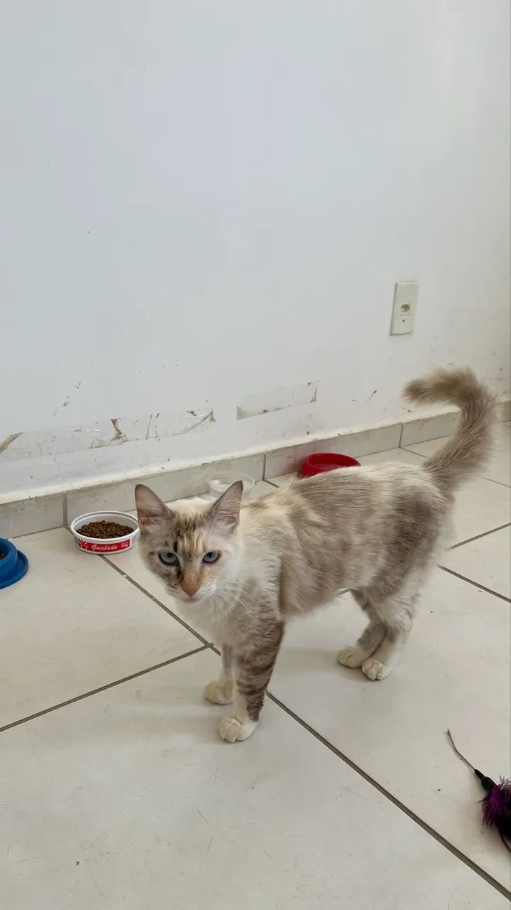 Gatinha castrada adoção  - Foto 5