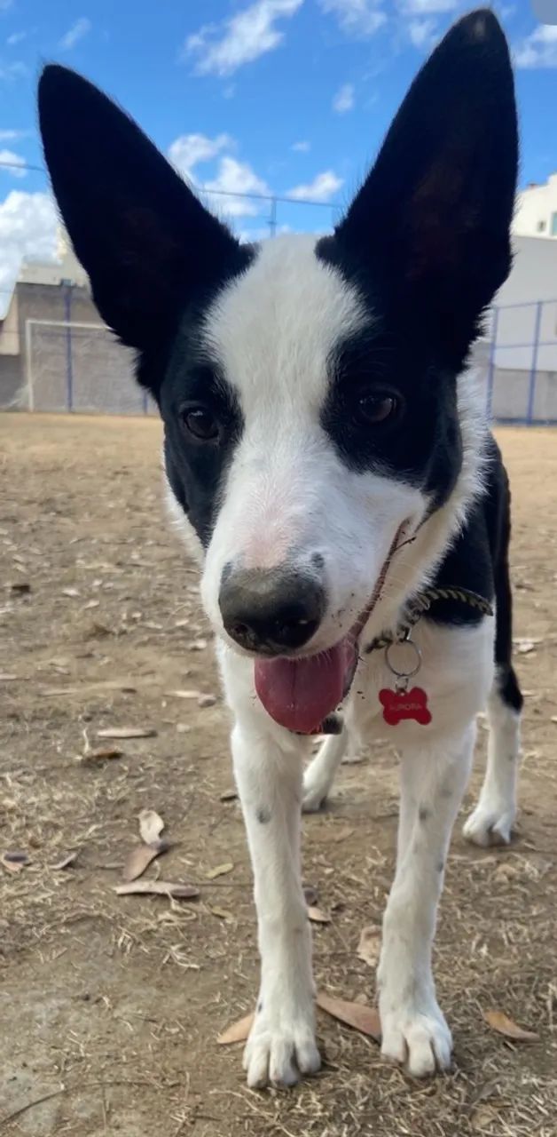 Border Collie 