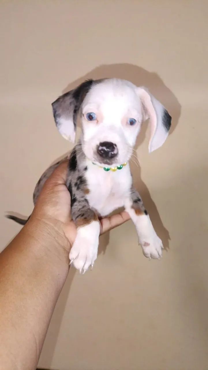 Vendo filhotes de cachorro  - Foto 4