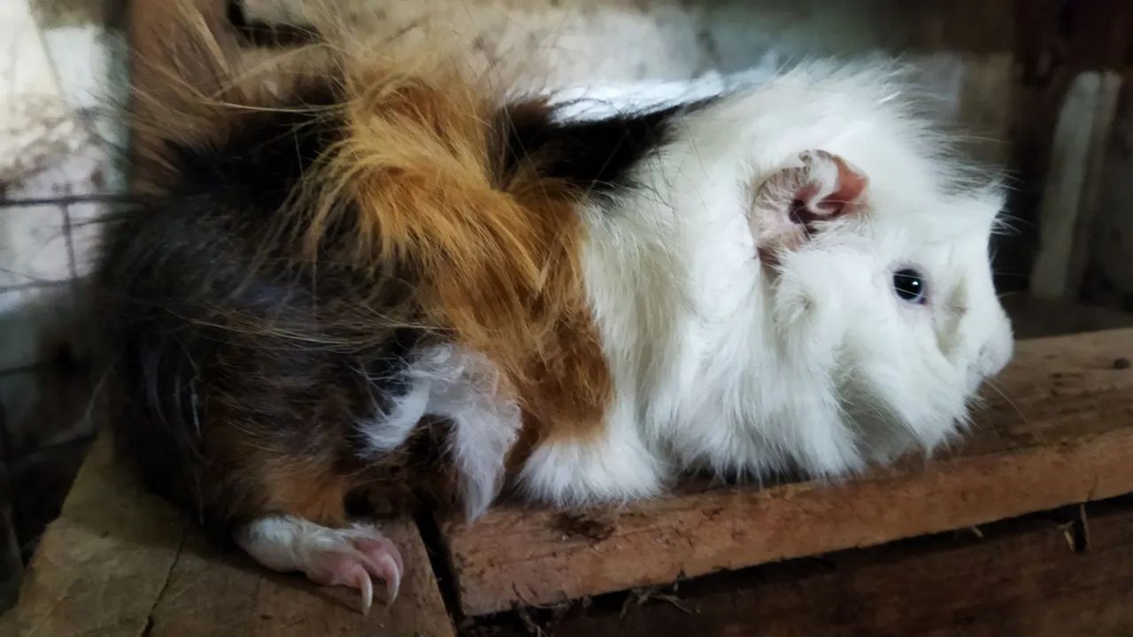 Porquinho da Índia (Preá) - Foto 5