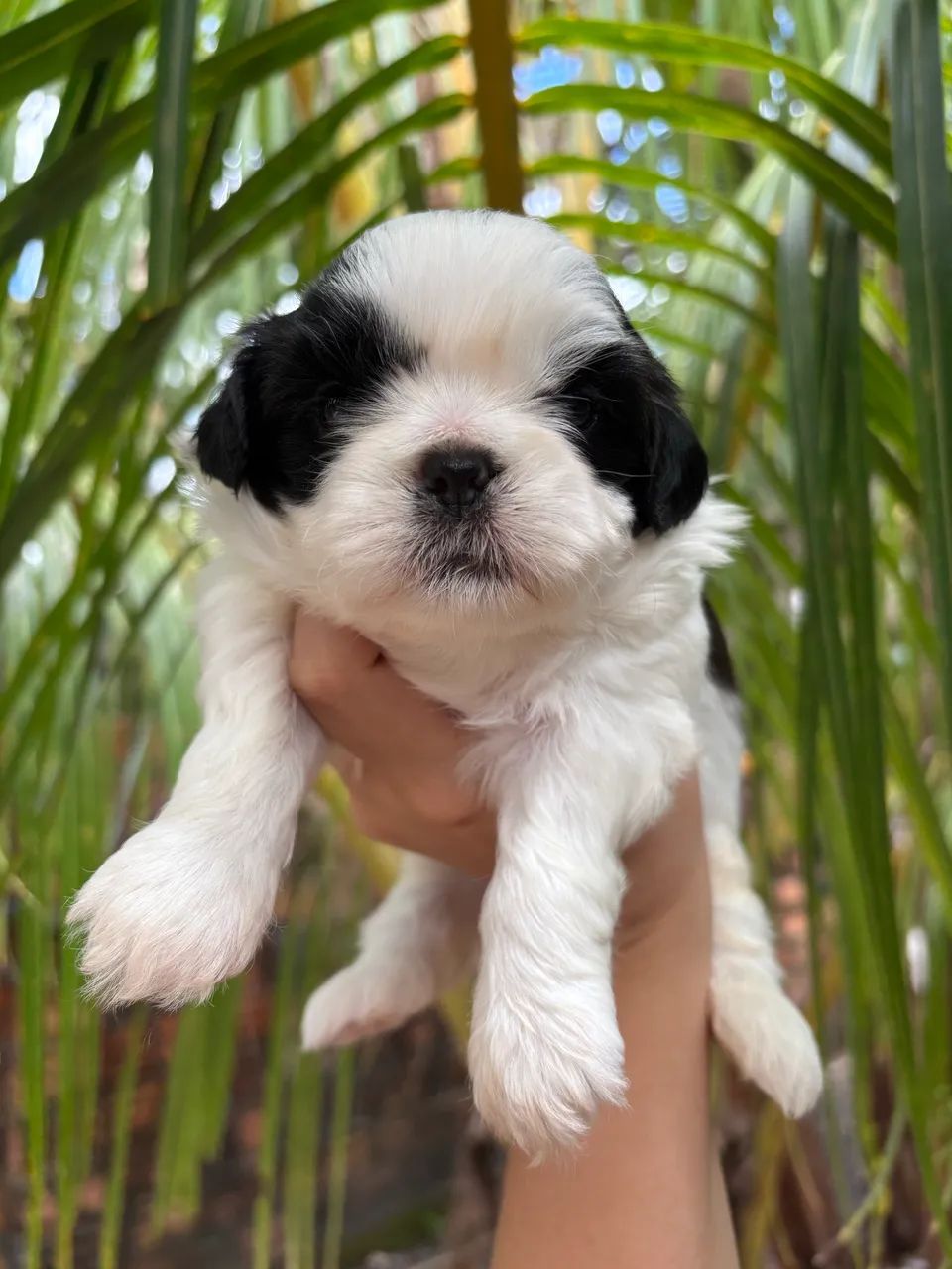 Shihtzu Macho 